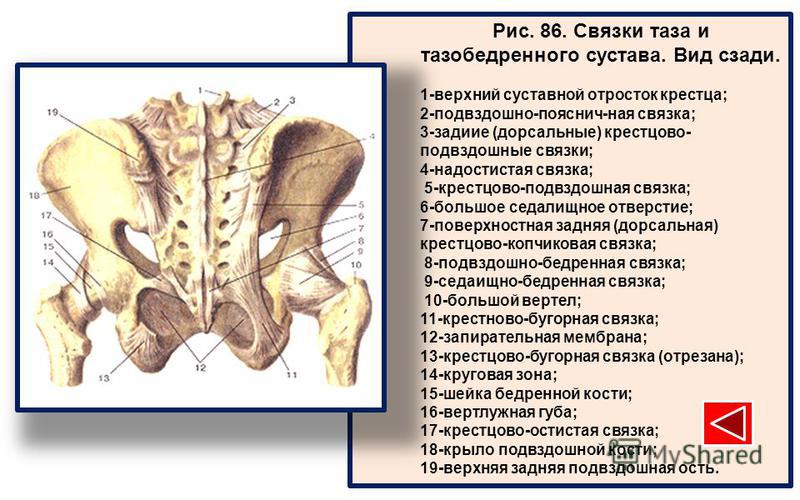 Крестцово-подвздошный сустав характеристика Крестцово-подвздошный сустав характеристика