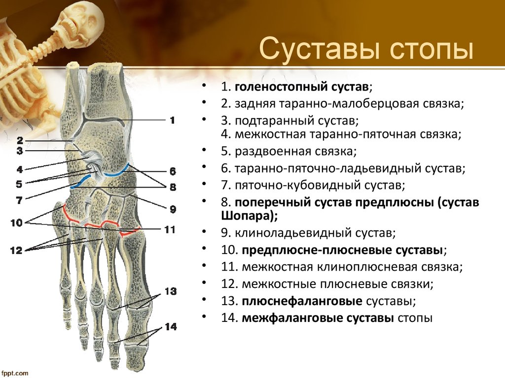 Что такое артроз межфаланговых суставов стопы Что такое артроз межфаланговых суставов стопы