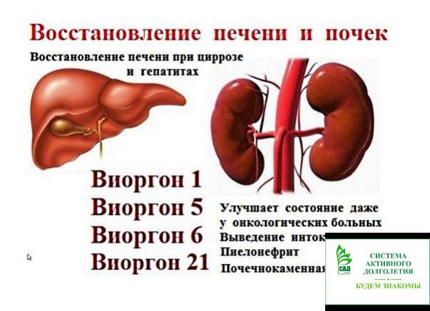 Восстанавливается ли печень самостоятельно Восстанавливается ли печень самостоятельно