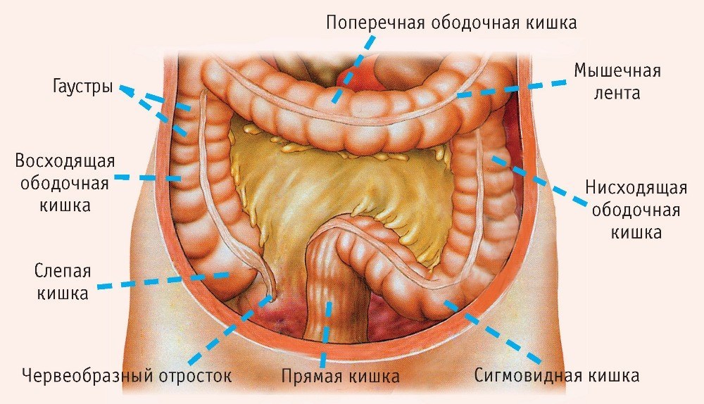 Процедура очищения кишечника от шлаков Процедура очищения кишечника от шлаков