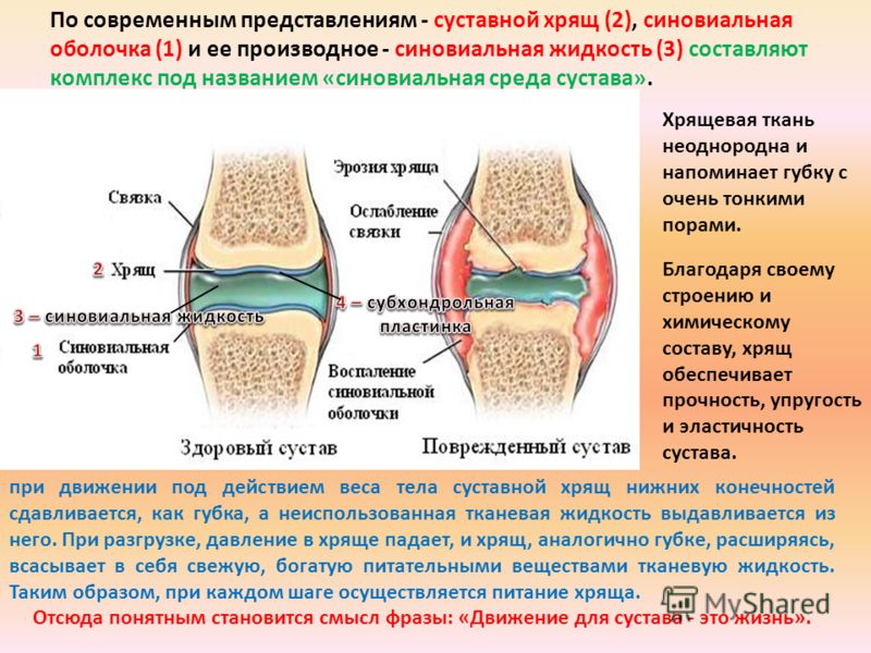 Синовиальной жидкости сустава это Синовиальной жидкости сустава это