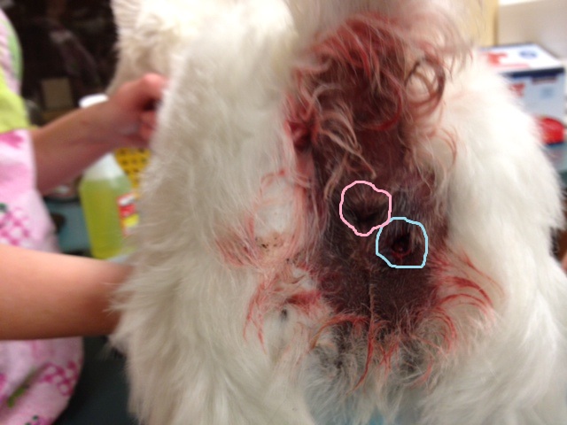MELANIEQ1990 you pictures of ruptured canine anal gland her play with