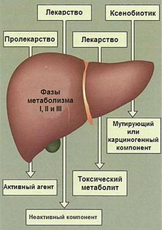 Лечение гепатита в и диета
