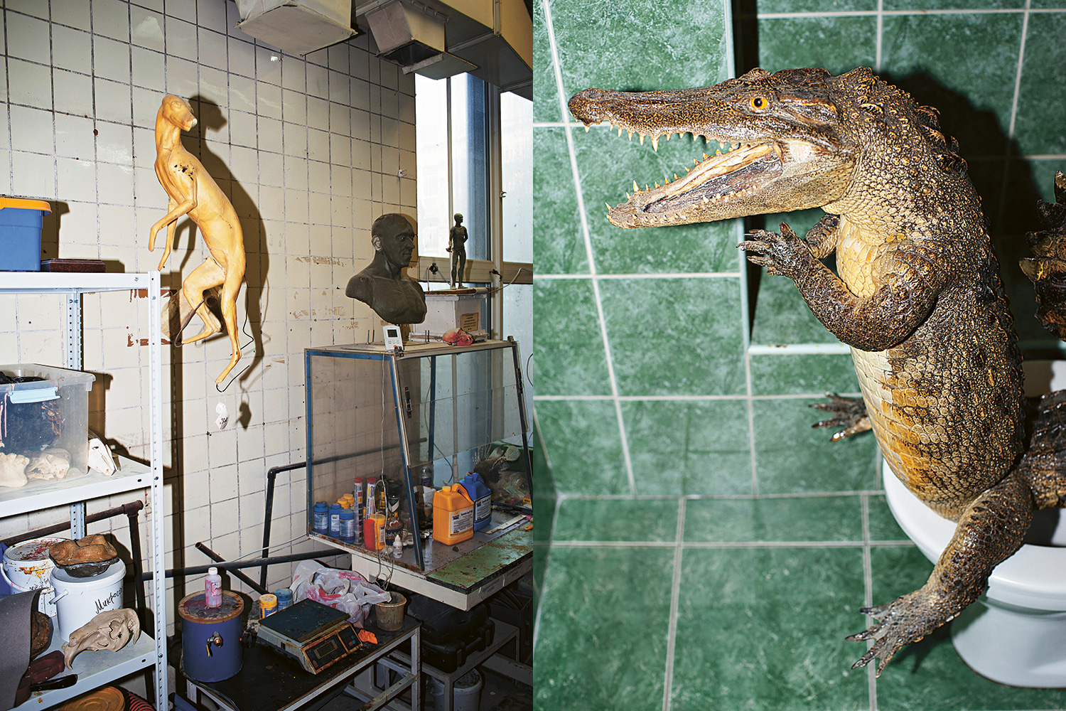 Крокодила сдали в Дарвиновский музей таможенники, изъявшие его у возвращавшегося из Таиланда туриста. Фотограф «Афиши» придумал, как обыграть дурновкусие этой работы и одновременно проиллюстрировать городскую легенду о рептилиях в канализации.