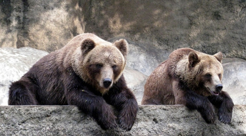 Медведи в Московском зоопарке