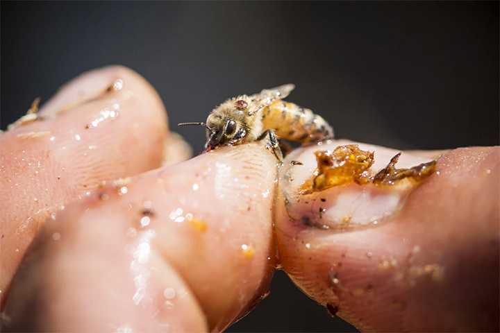 Пчеловоды пытаются разводить пчел