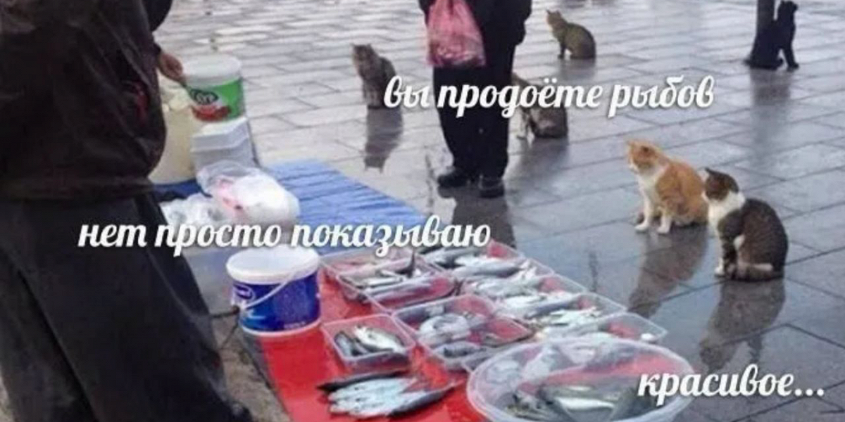 «Вы продаете рыбов?»: милый мем про котов покорил сердца пользователей
