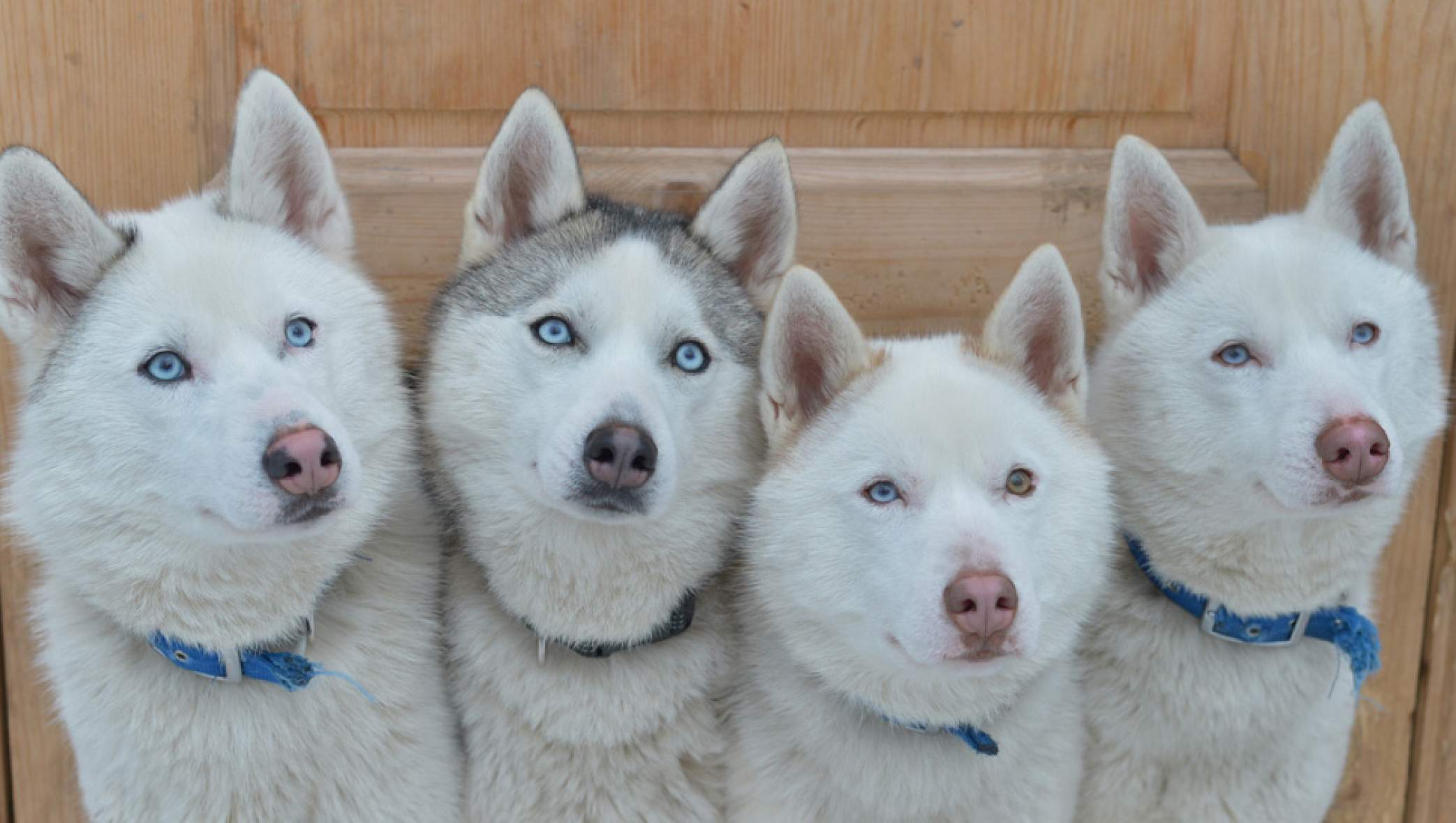 Снег, солнце и собаки: где покататься на хаски в Москве и рядом с ней ...