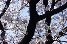Цвет сакуры – афиша