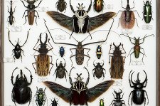 Эстетика и богатство мира насекомых – афиша