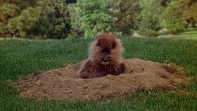 Гольф-клуб / Caddyshack