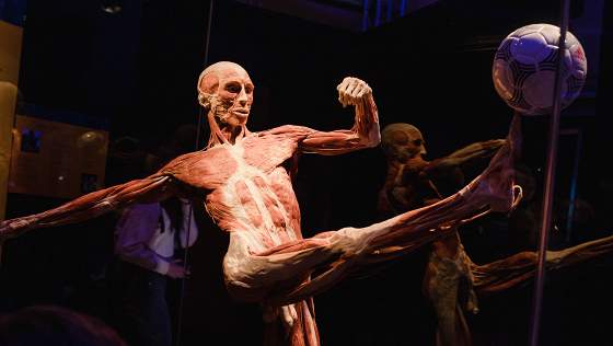 Body Worlds: цикл жизни